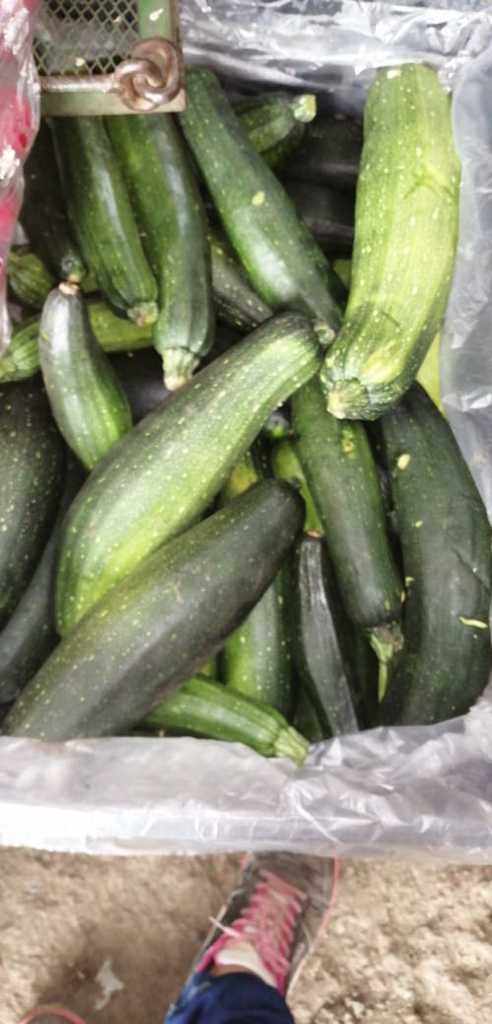 Zucchini verde selecto