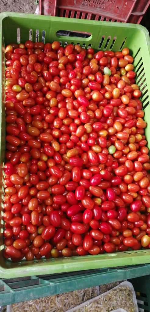 Tomate cherry uvalina