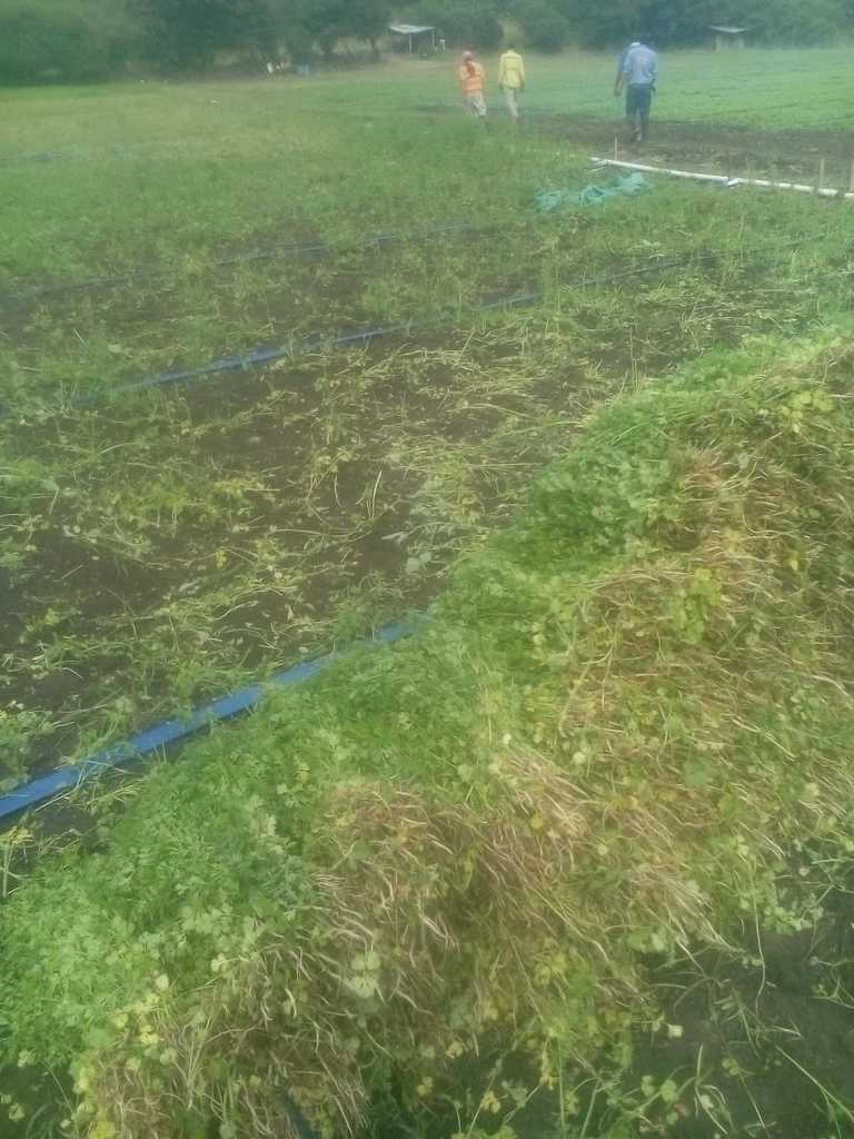 Cilantro