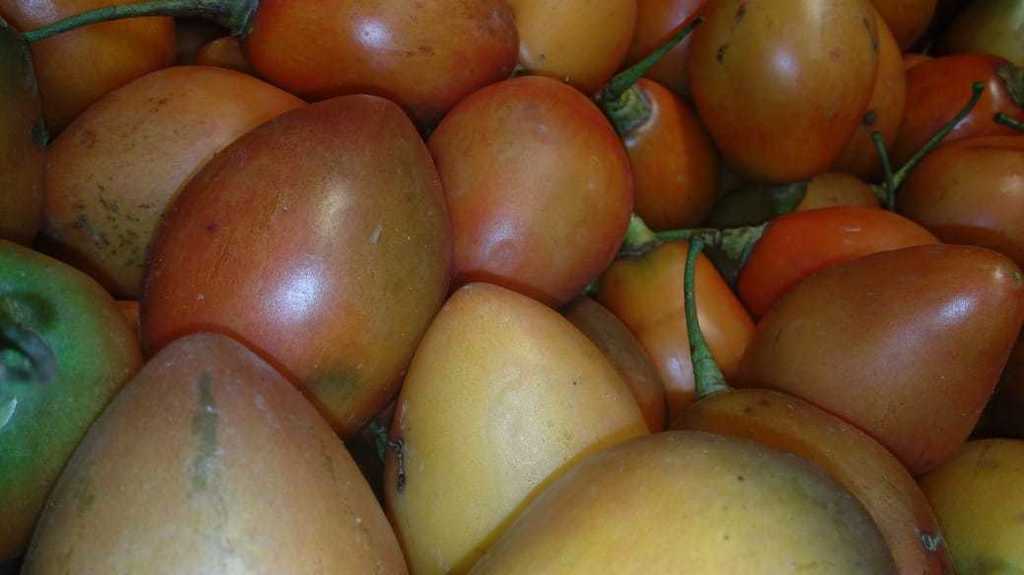Tomate de arbol