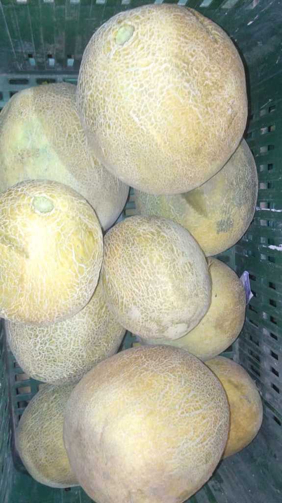 Melon