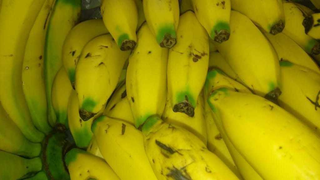 Banano criollo