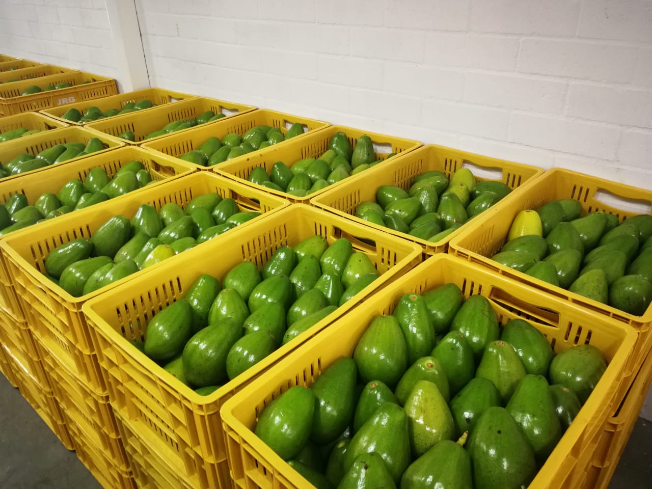 Aguacate papelillo