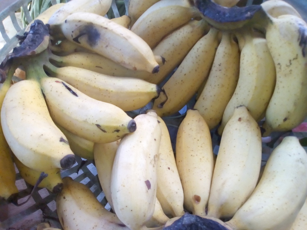 Banano Maduro