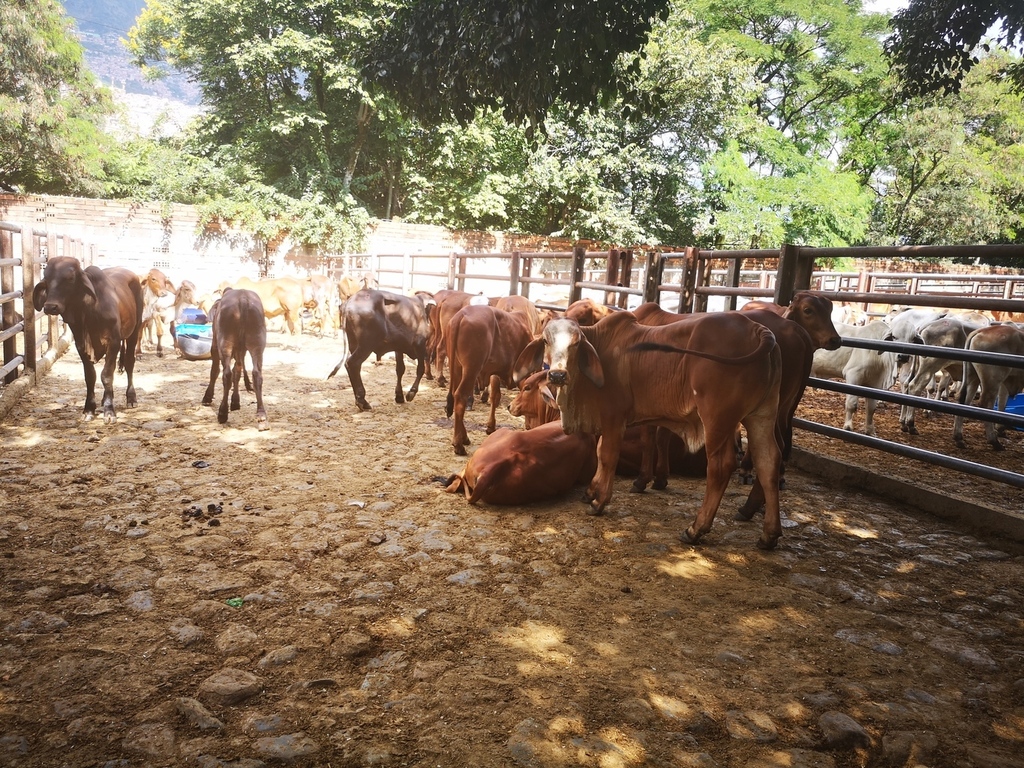 Terneros de Levante /1 año de edad 230kg