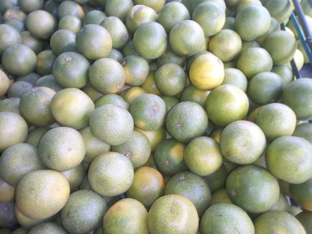 Naranja dulce pareja