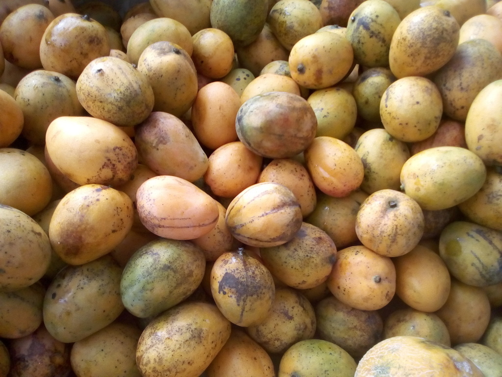 Mango criollo