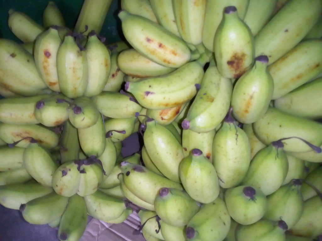 Banano Manzano