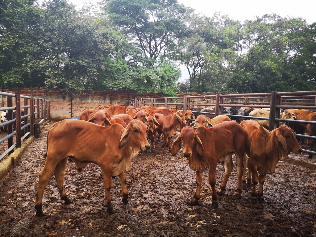 Terneros de Levante Brahman Rojo