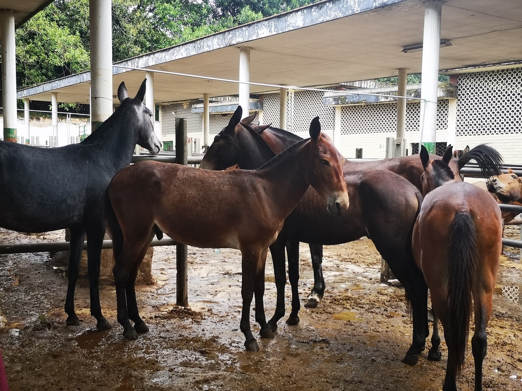 Muletos cerreros / 30 meses de edad