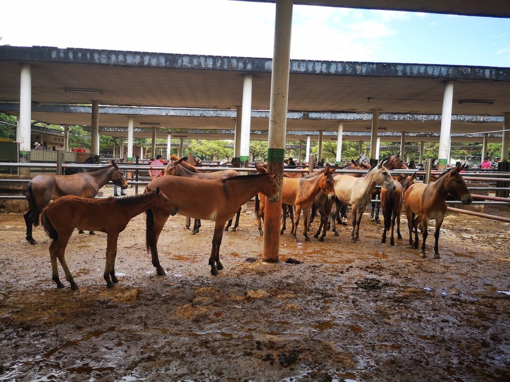 Muletos Cerreros