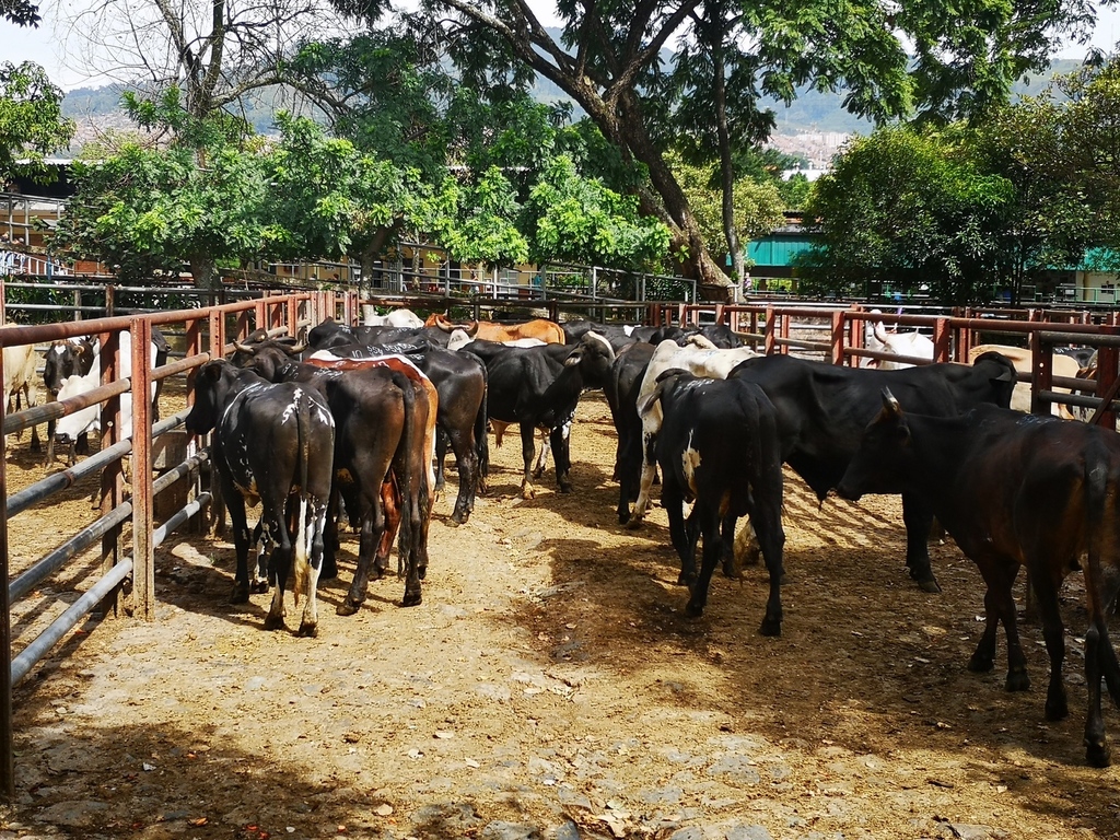 Machos de Ceba / promedio del lote 360kg/18Machos