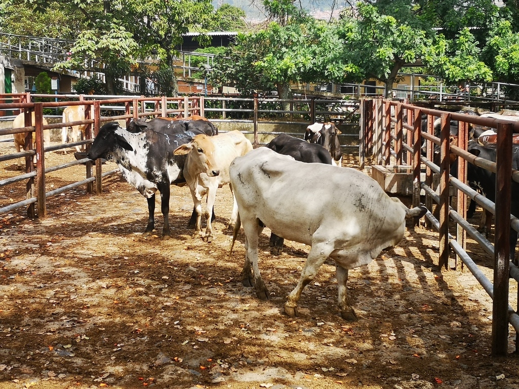 Hembras para la ceba/promedio lote 320kg