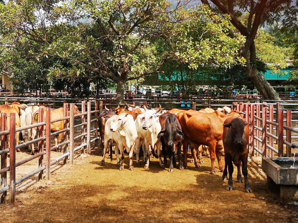 Machos para la ceba, /peso del lote 449kg