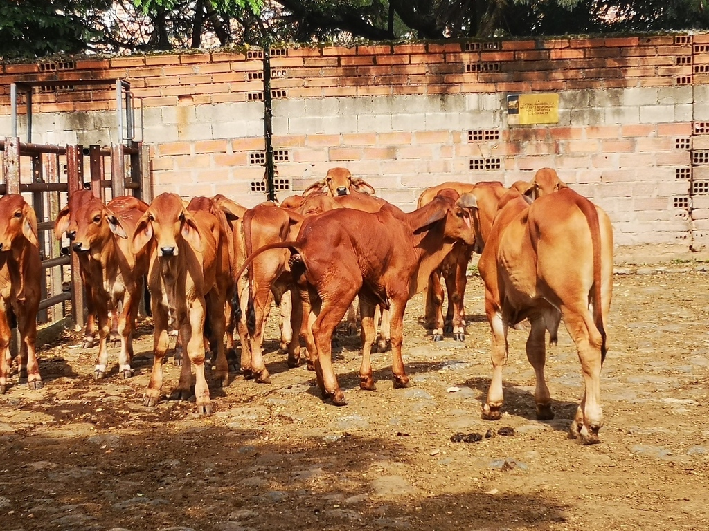 Machos Brahman Rojo de levante/170kg peso aprox
