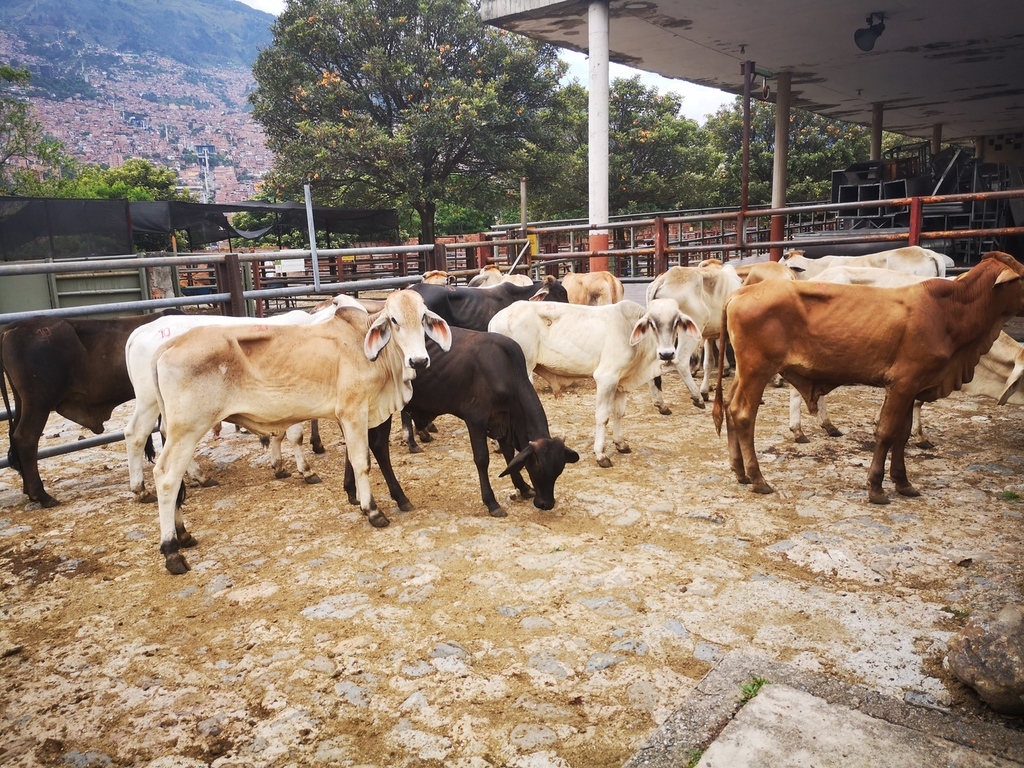 Machos para ceba  ganado comercial /200 kg aprox
