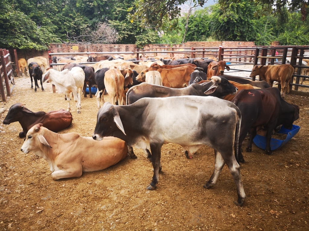 Machos para ceba/ peso Aprox 980kg