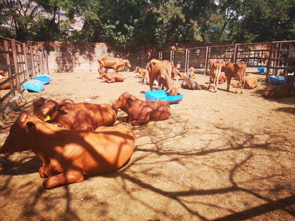 Machos de Levante Cebúino Rojos