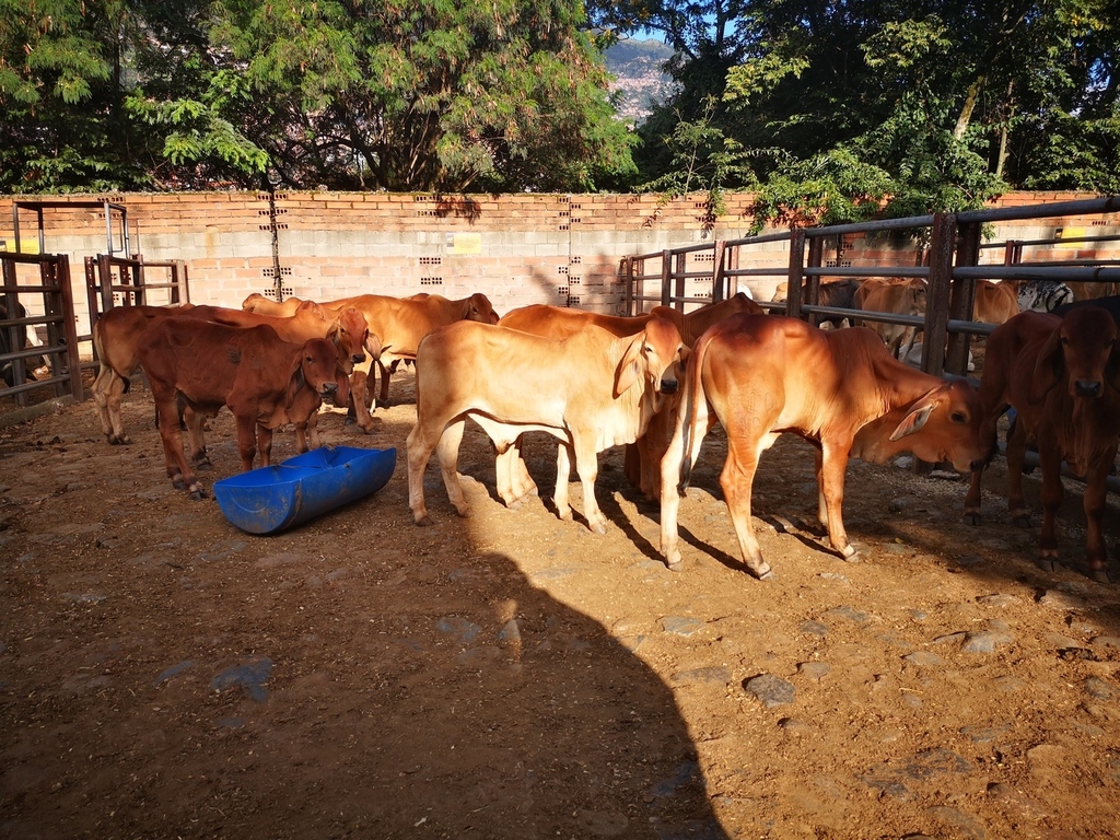 Terneros de Levante Brahman Rojo