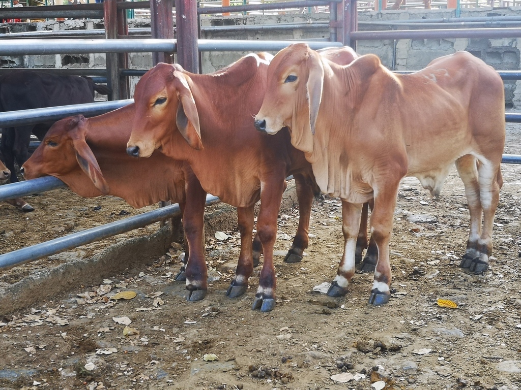 Terneros de Levante Brahman Rojo