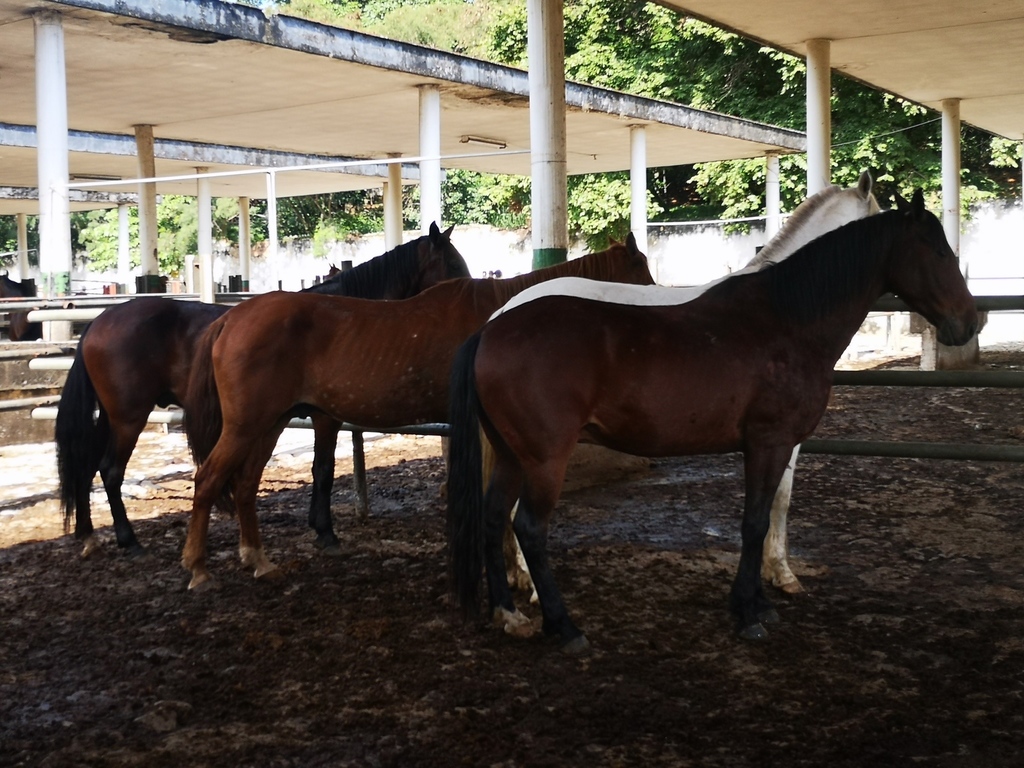 Caballos de Silla / 7 años de edad