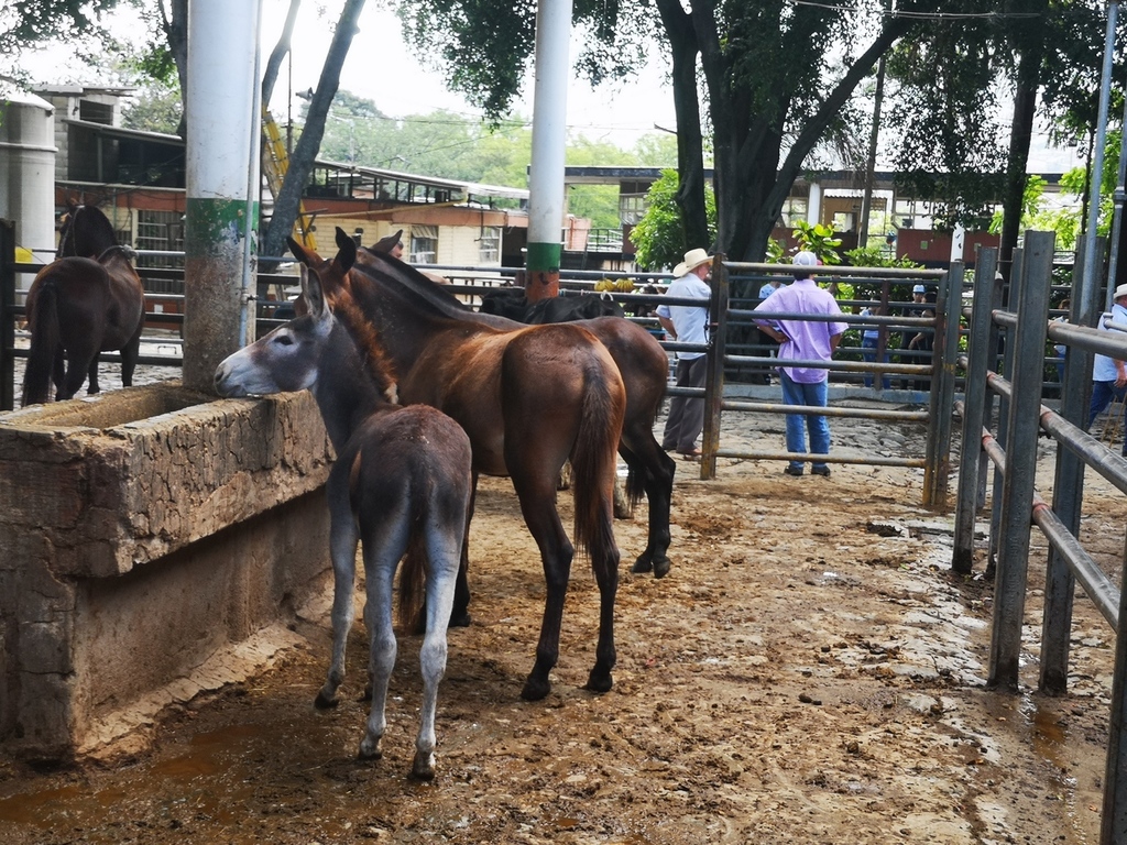 Muletos cerreros