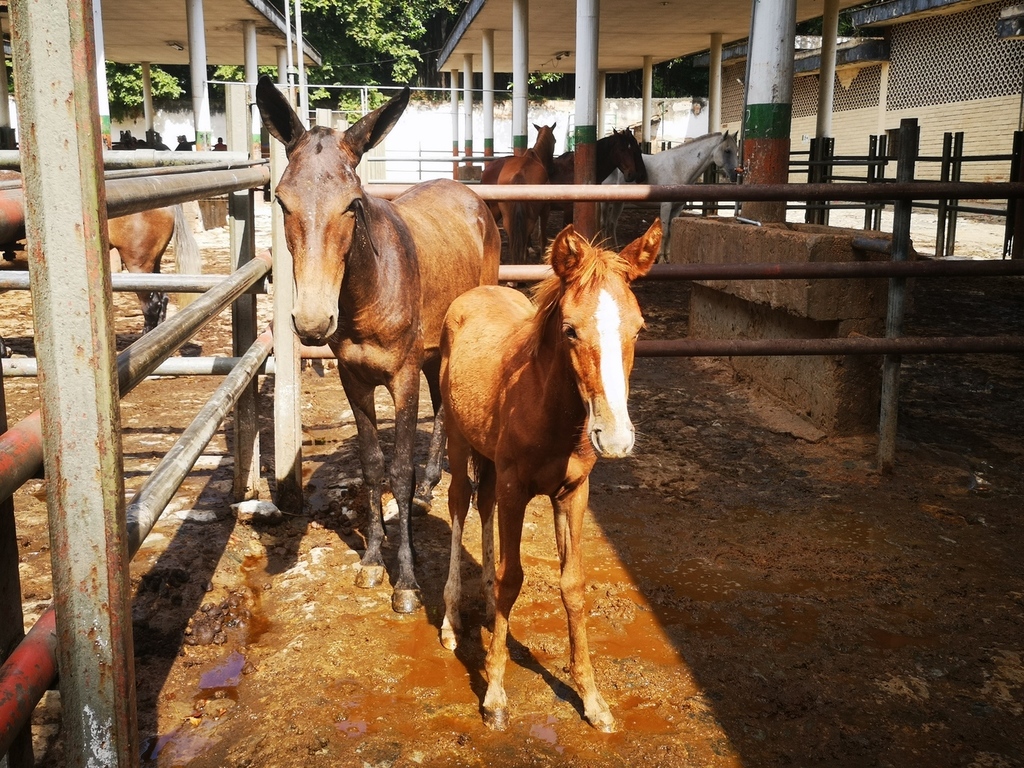 Muletos cerreros y Potro