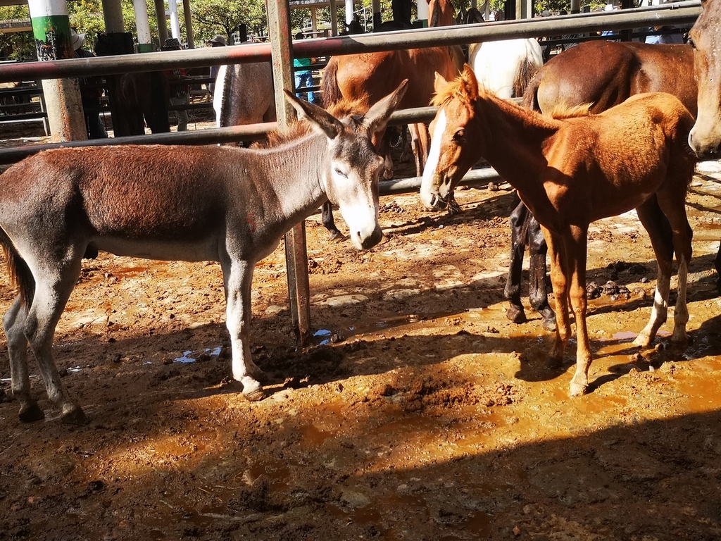Potro y Muleto