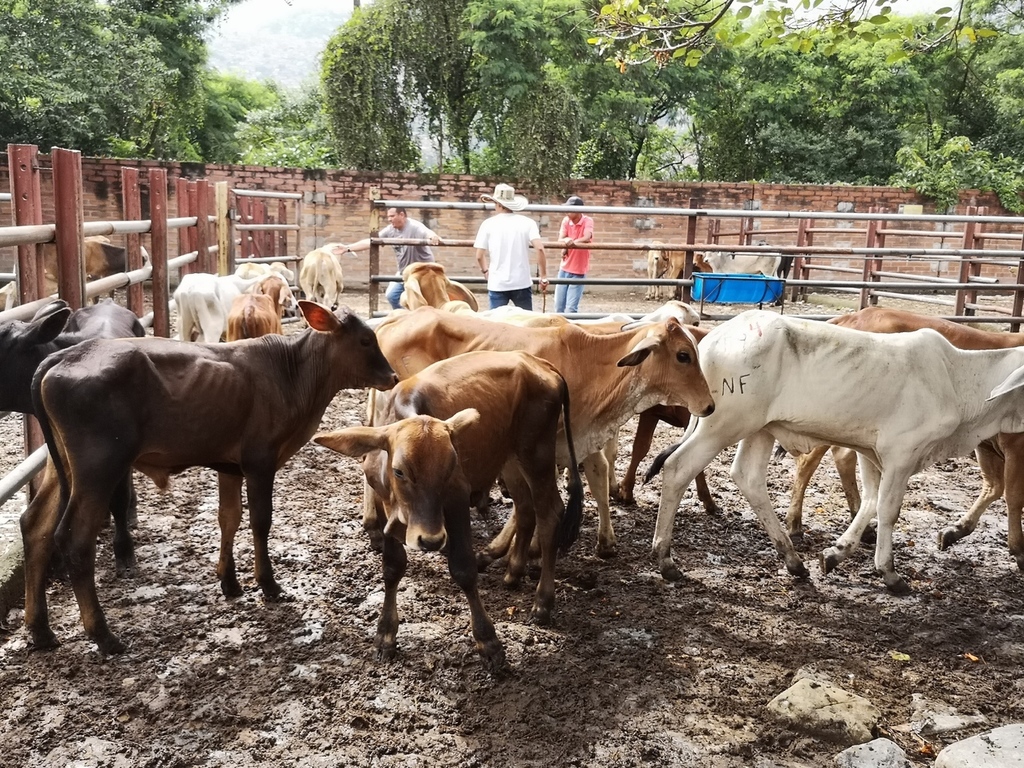 Machos de Levante / ganado comercial