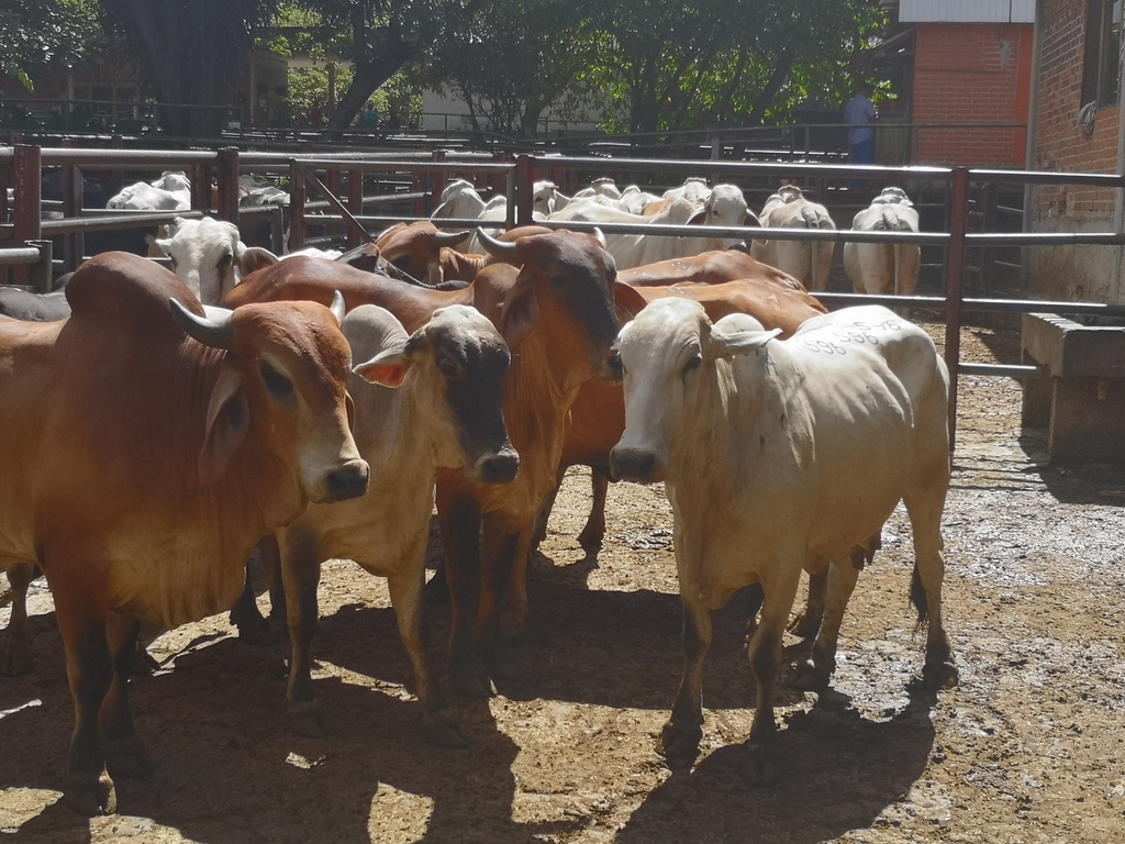 Lote de Novillas para sacrificio /promedio peso lote 480kg
