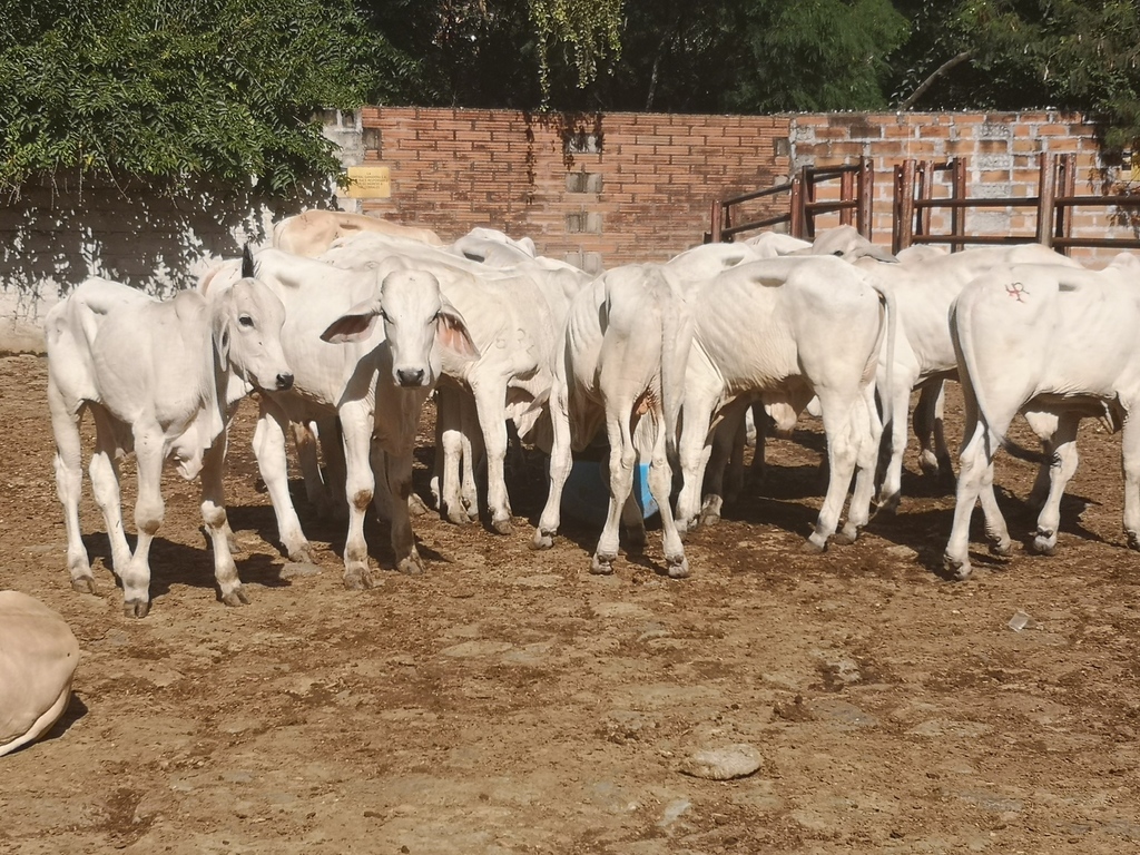 Ternero de Levante Brahman Blanco / 1 año