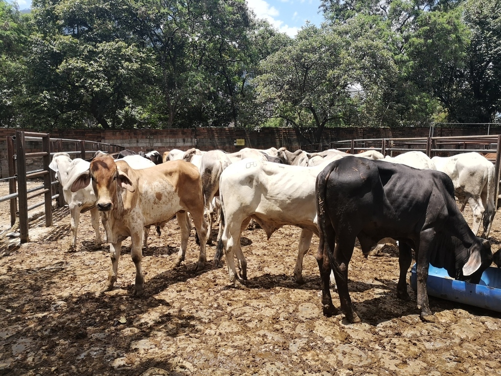 Lote de Machos de Levante