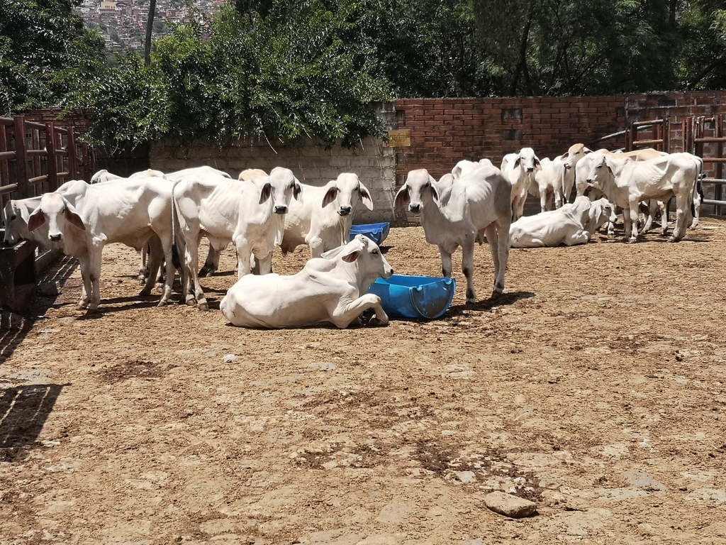 Machos de Levante Brahman Blanco