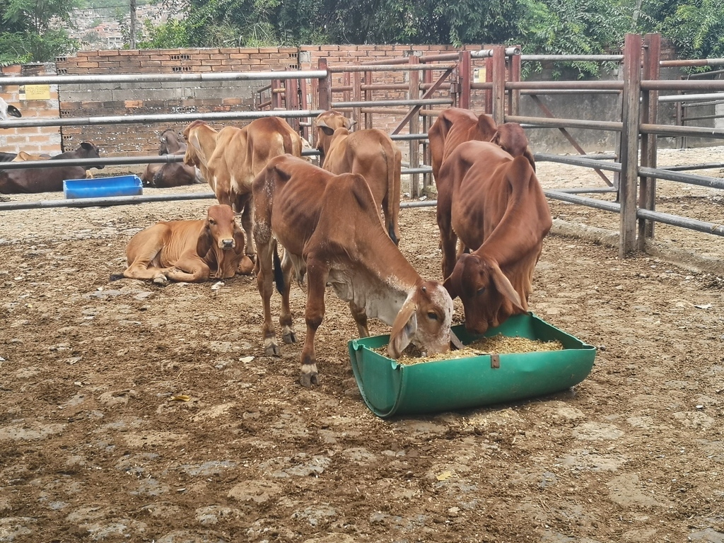 Machos de Levante Brahman Rojo