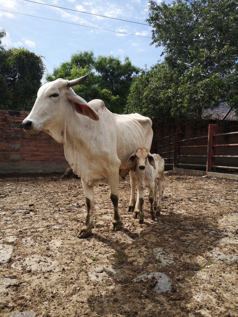 Atado Vaca de segundo parto /Ternera Edas 20 días
