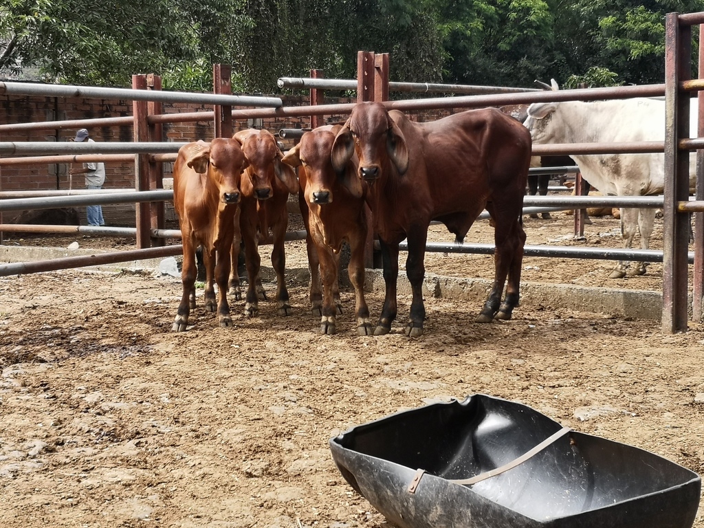 Novillos Brahman Rojo sin Registro