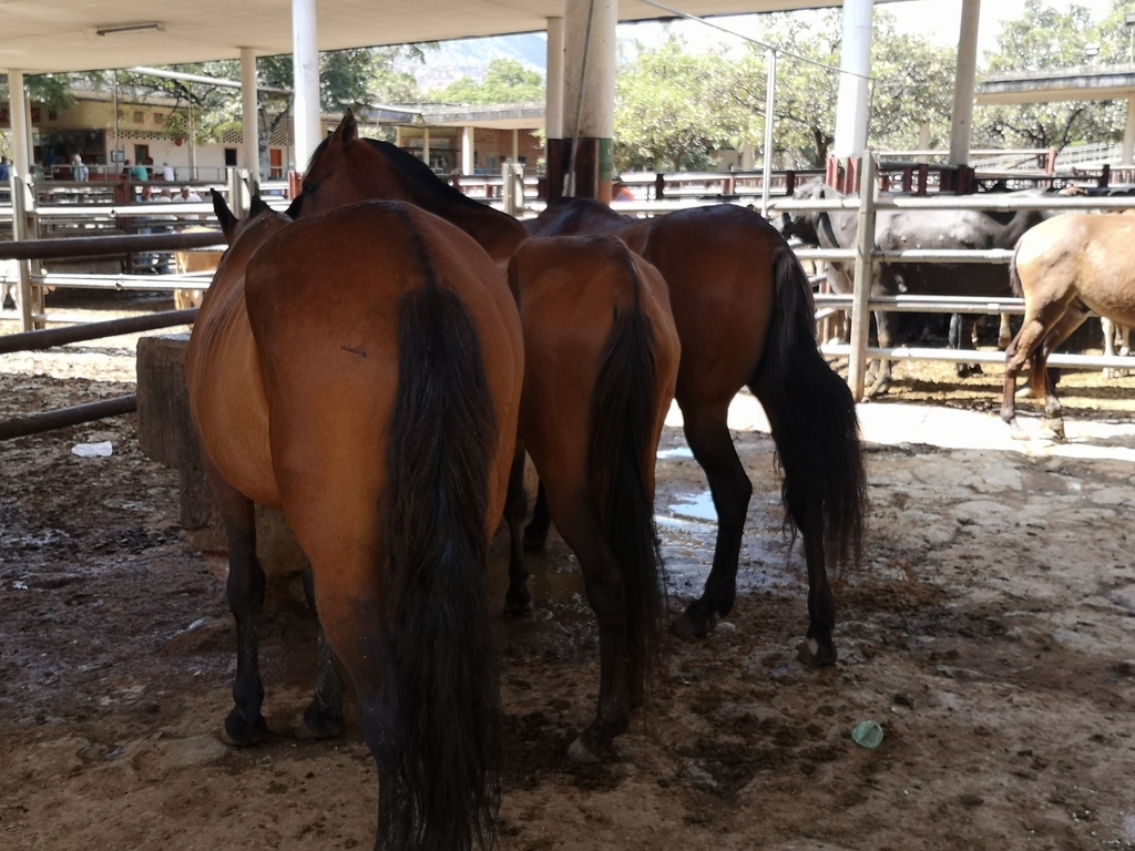 Caballos para Trabajo