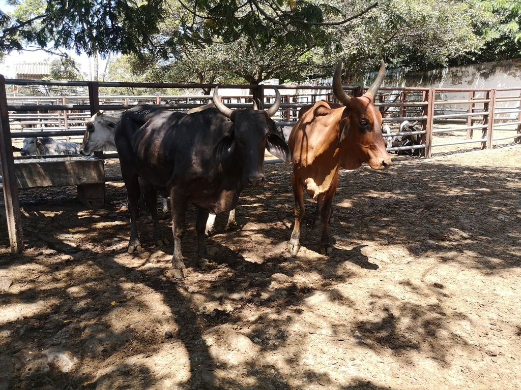 Vacas de primer y segundo parto