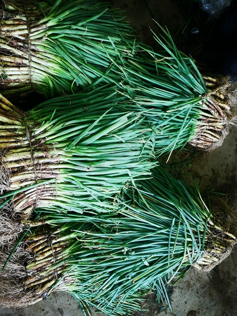 Cebolla de Rama