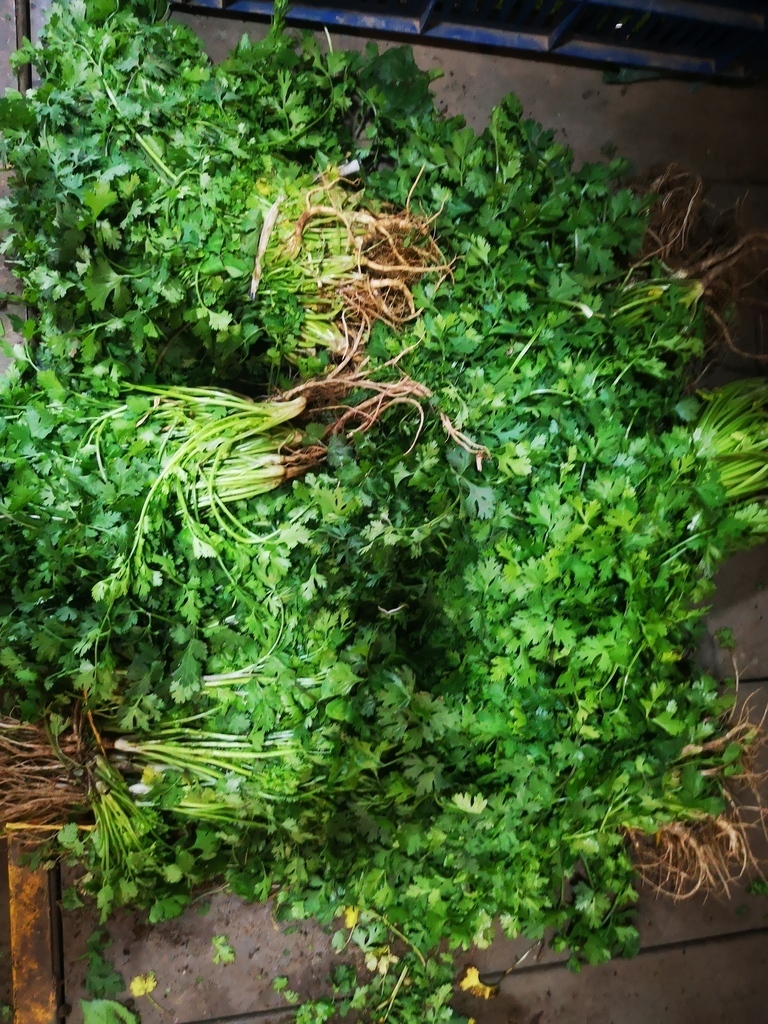Cilantro /Verdura