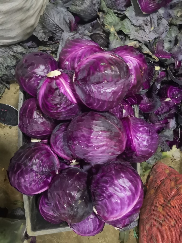 Repollo Morado Verdura/ *40kg