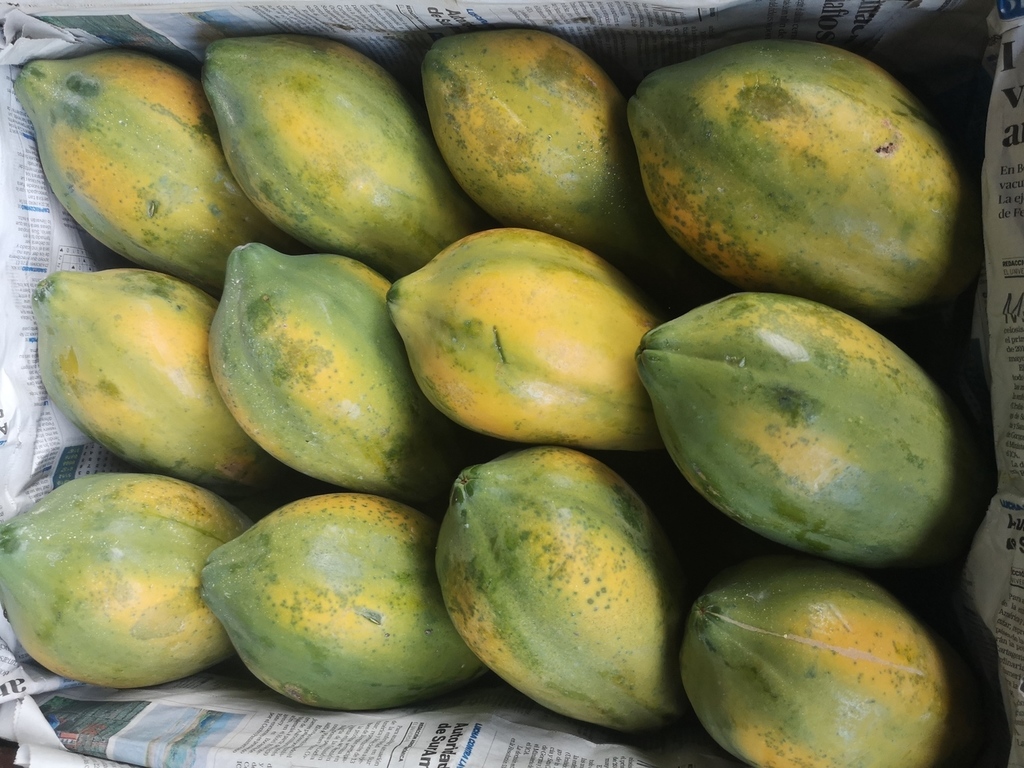 Papaya Tainu g Costeña /Fruta