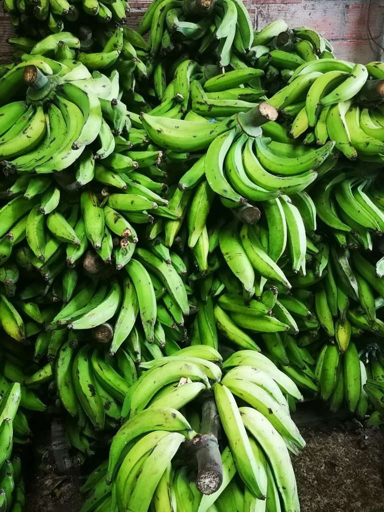 Plátano Verde
