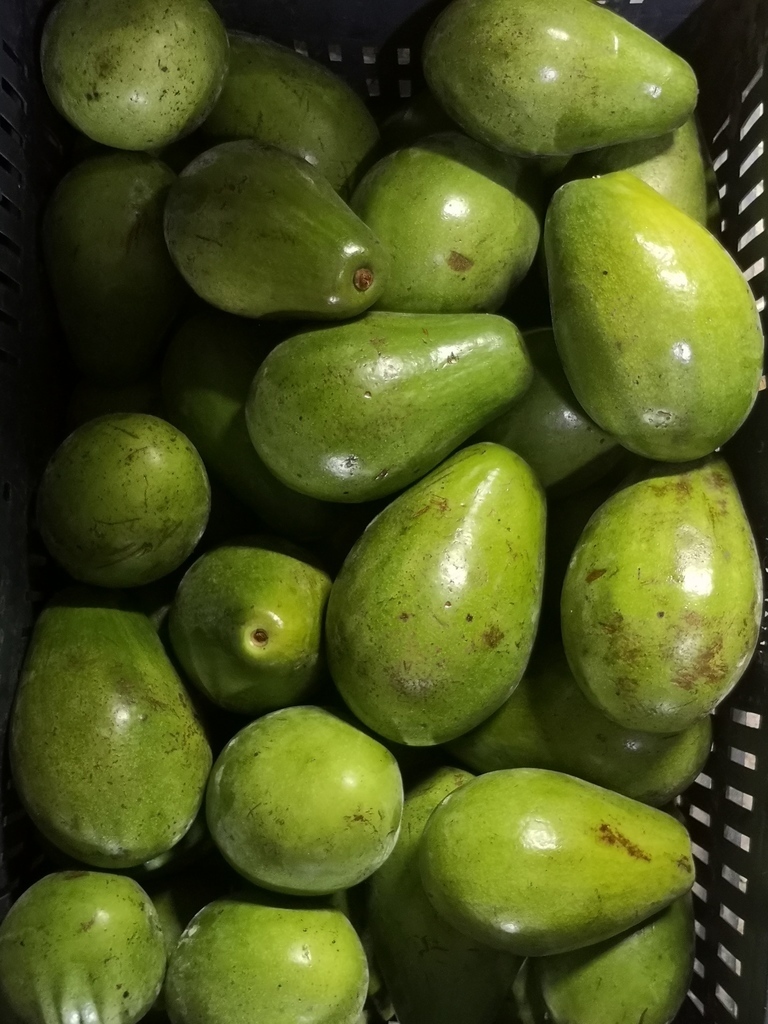 Aguacate papelillo