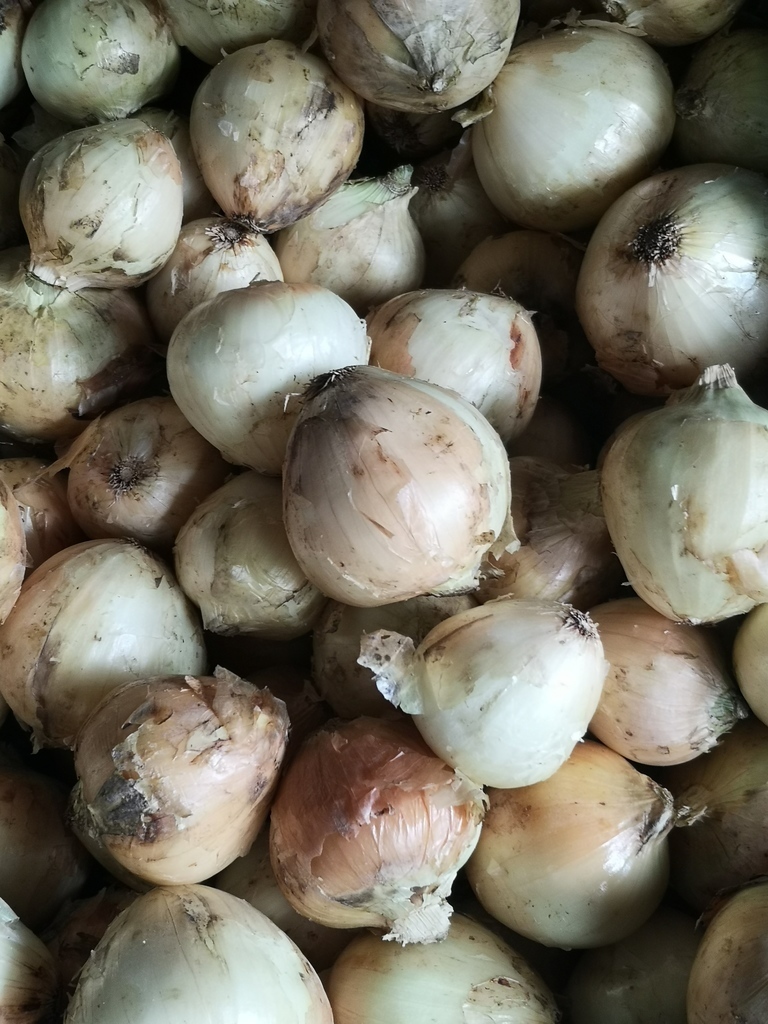 Cebolla de Huevo /*48kg