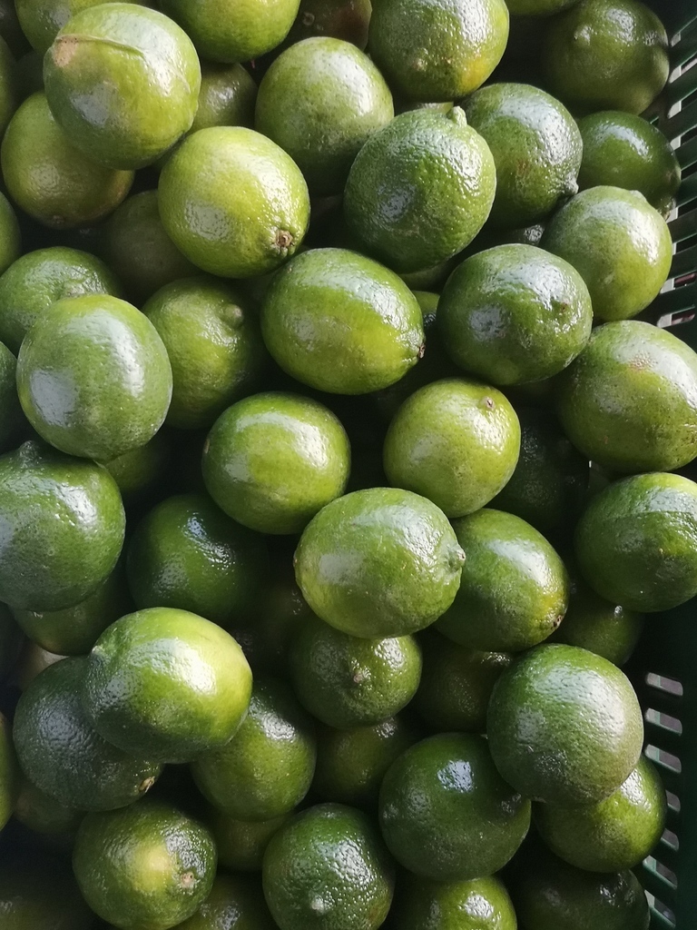 Limón Tahití bulto* 50kg