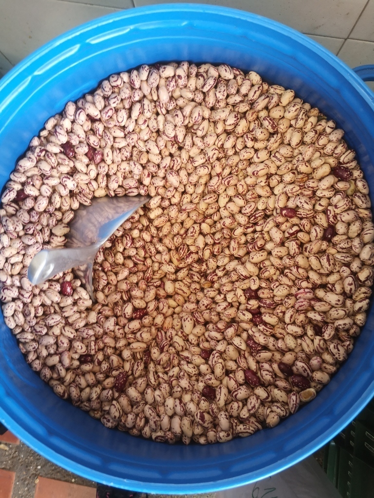 Frijol Cargamento Blanco  de Urrao