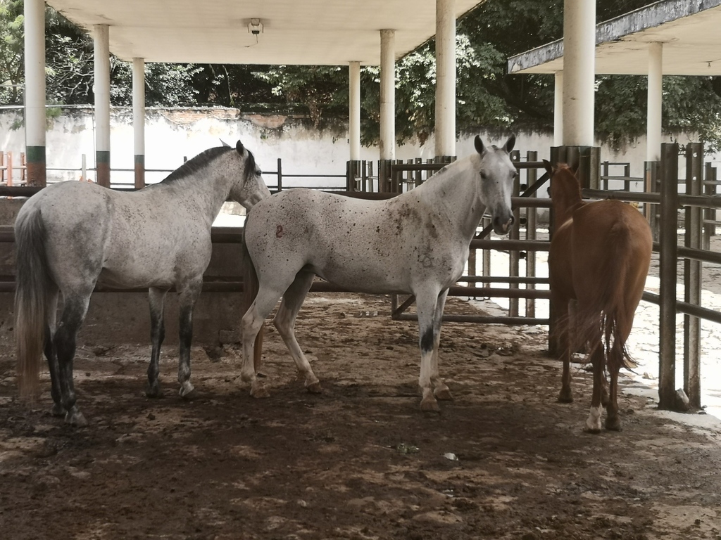 Yegua y Caballo Moros de Trabajo