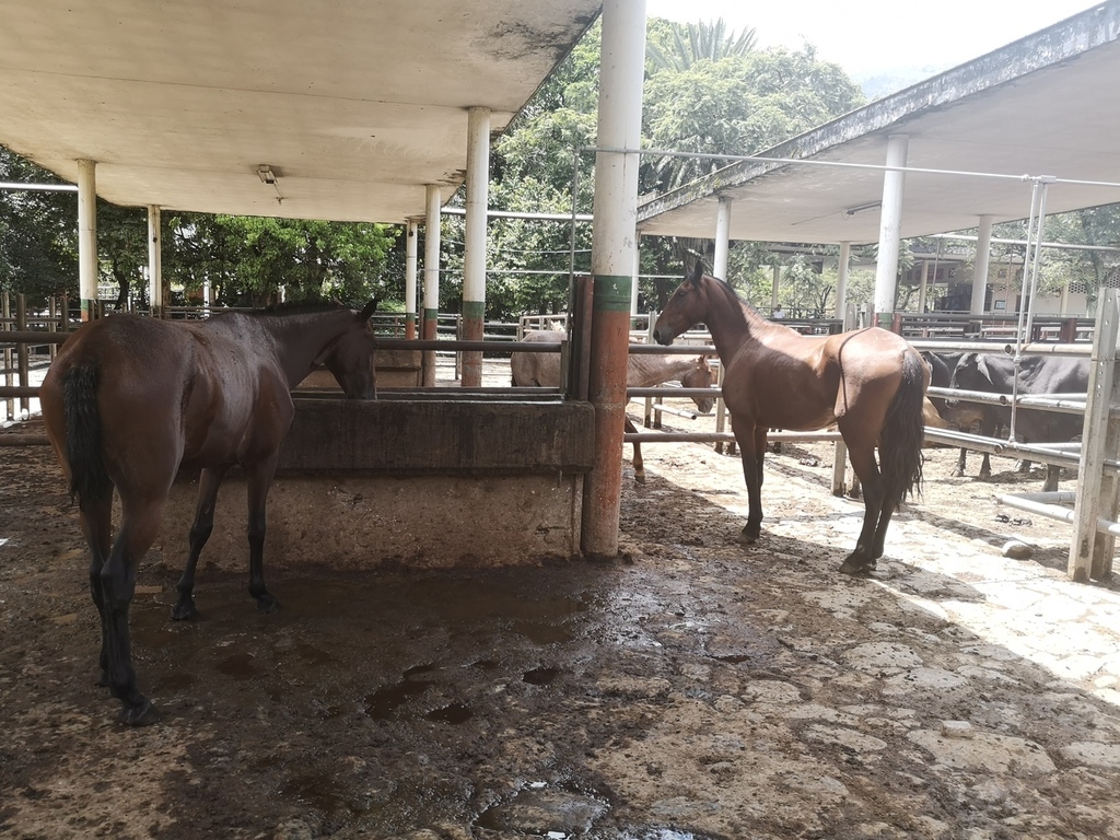 Caballos Trotones