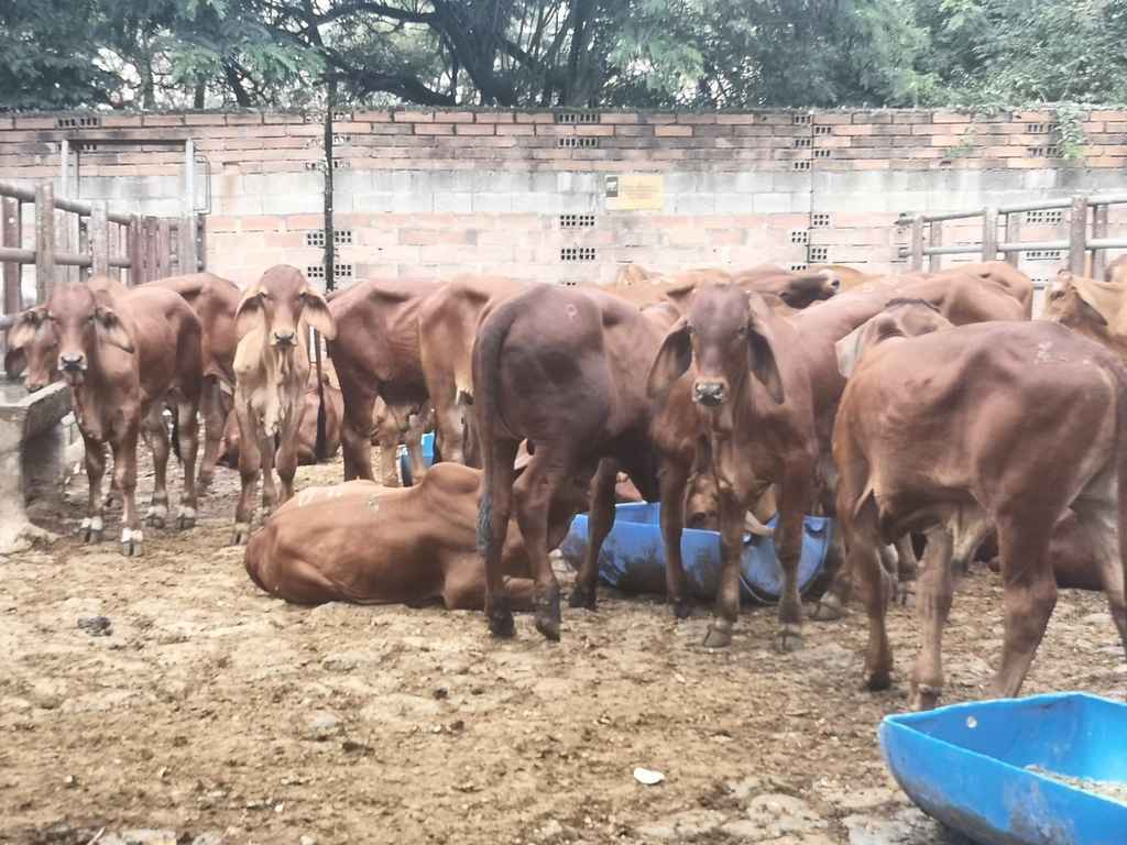 Terneros Brahman Rojo